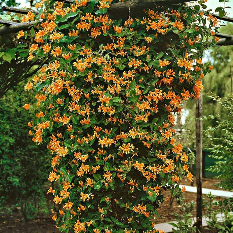 Geißblatt 'Gold Flame'