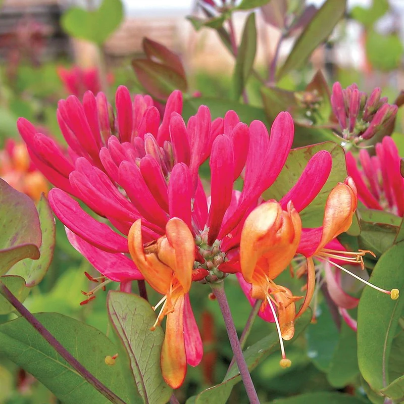 Geißblatt 'Gold Flame'