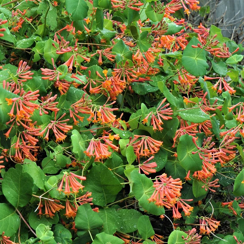 Geißblatt 'Dropmore Scarlet'