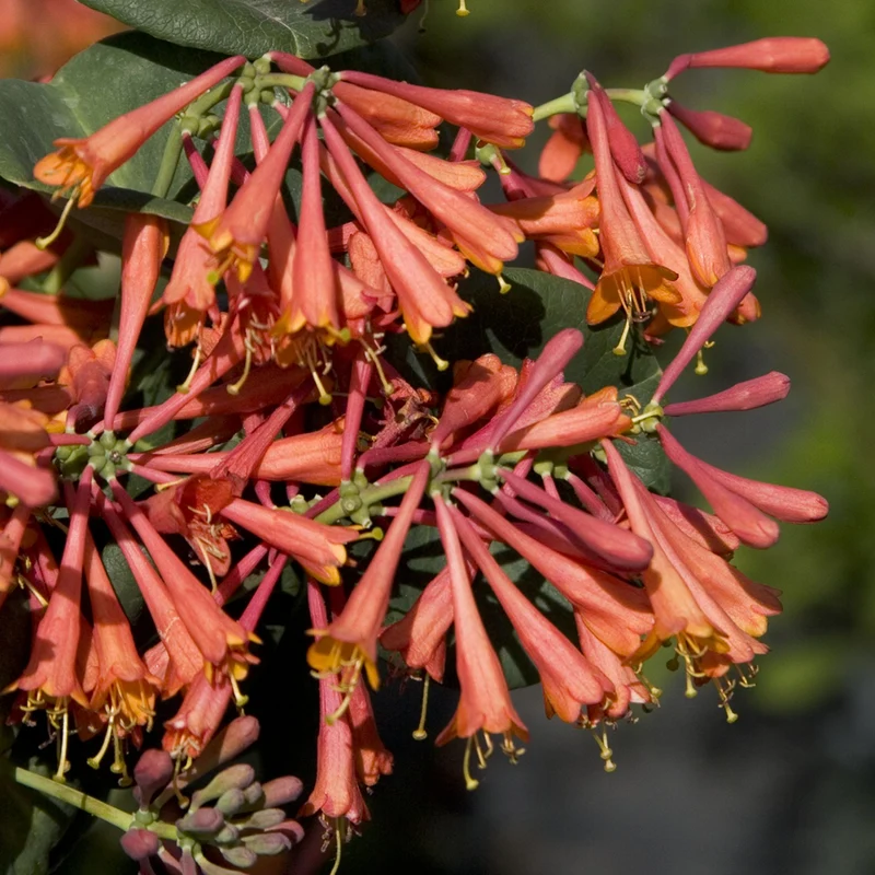 Geißblatt 'Dropmore Scarlet'
