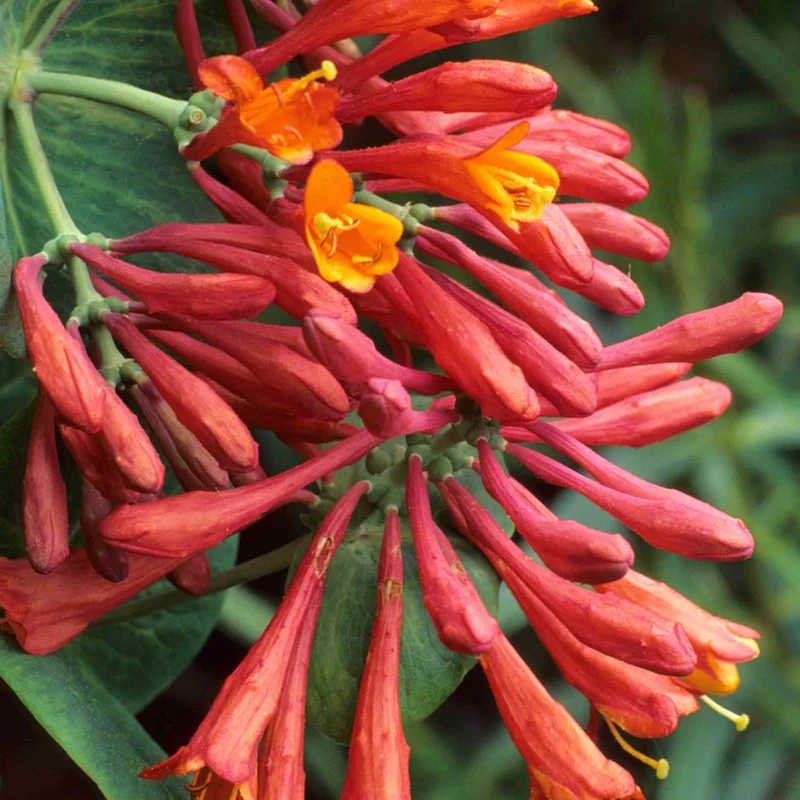 Geißblatt 'Dropmore Scarlet'