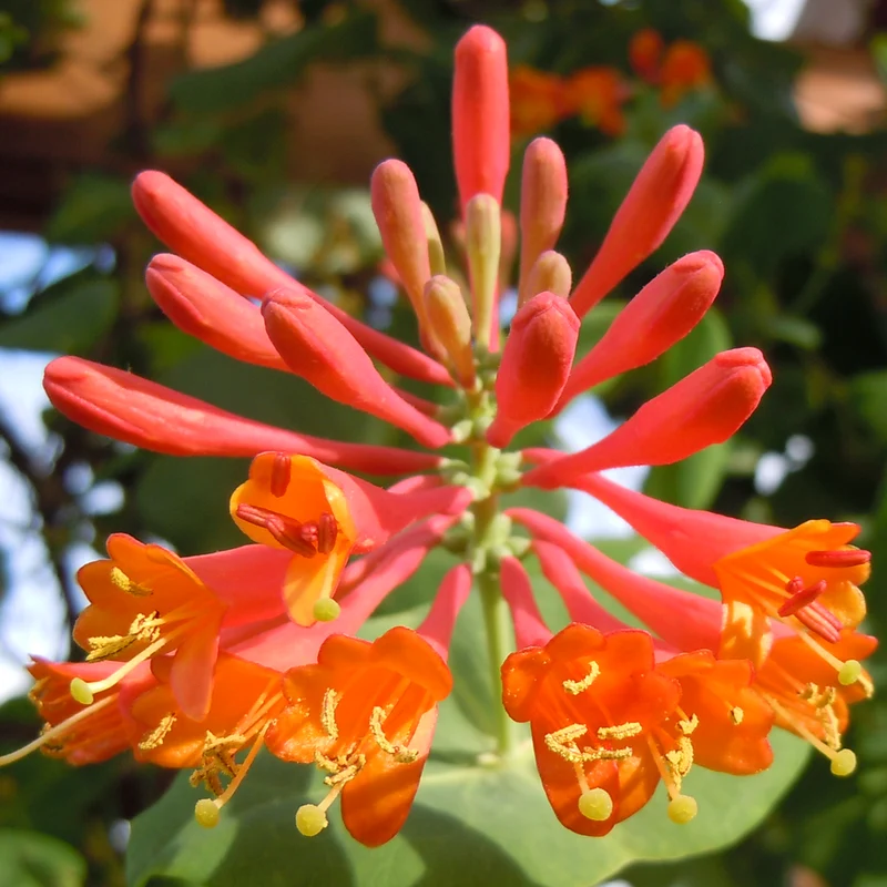 Geißblatt 'Dropmore Scarlet'