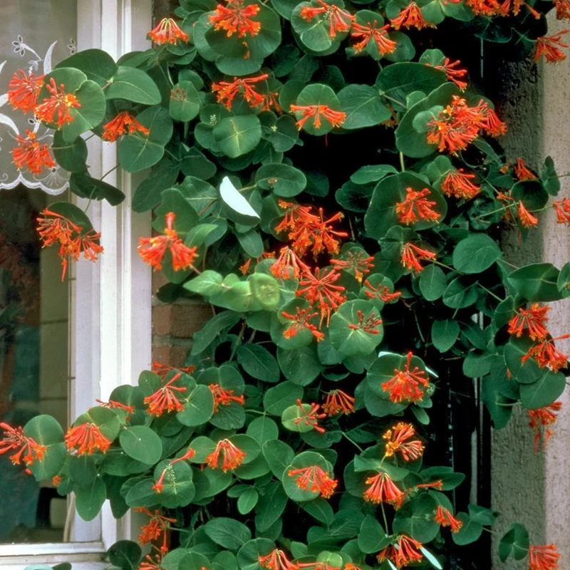 Geißblatt 'Dropmore Scarlet'