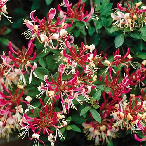 Geißblatt 'Belgica'