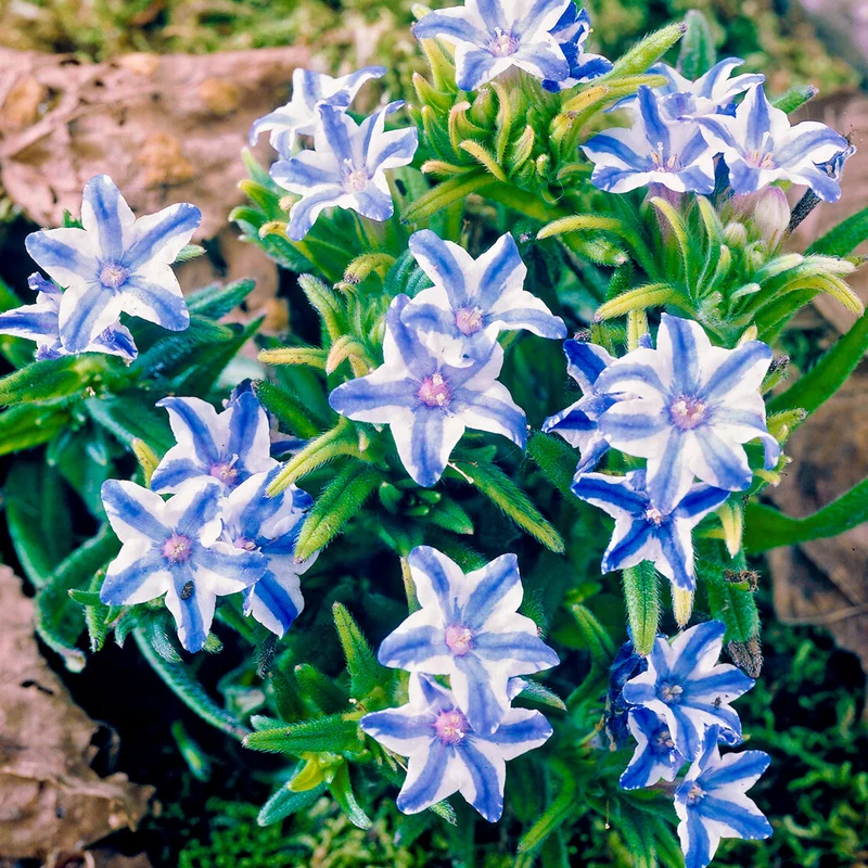 Steinsame 'White Star'