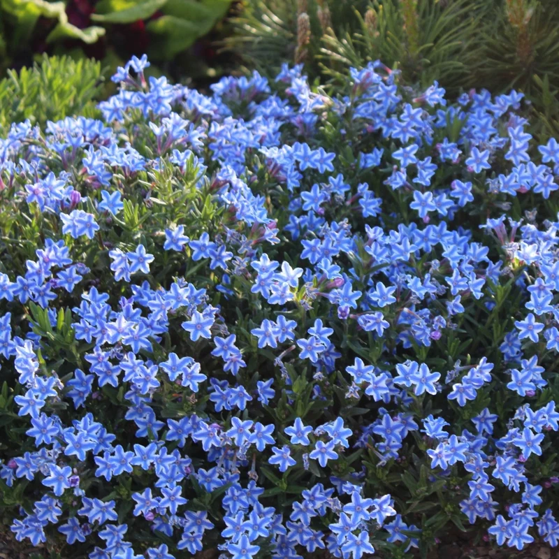 Steinsame 'White Star'