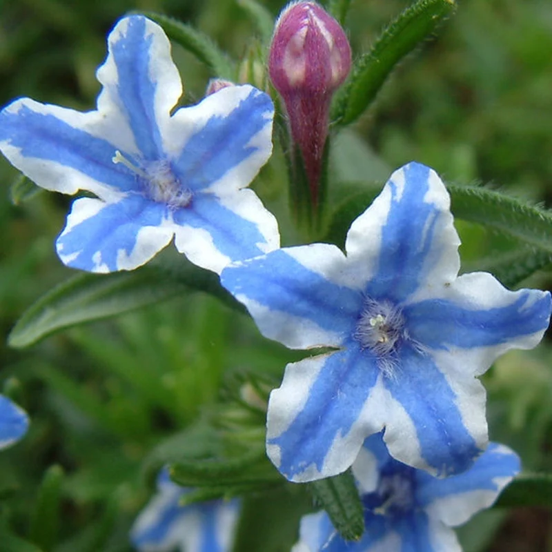 Steinsame 'White Star'
