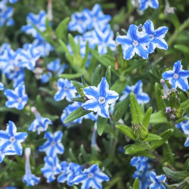 Steinsame 'White Star'