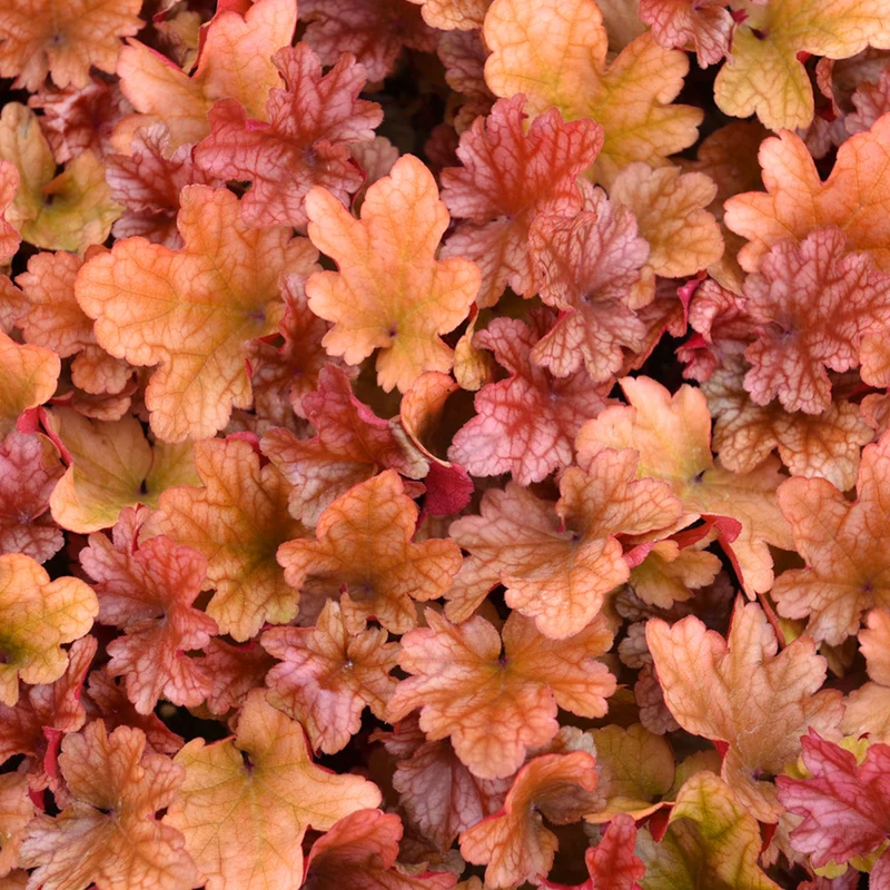 Purpurglöckchen 'Peach Flambe'