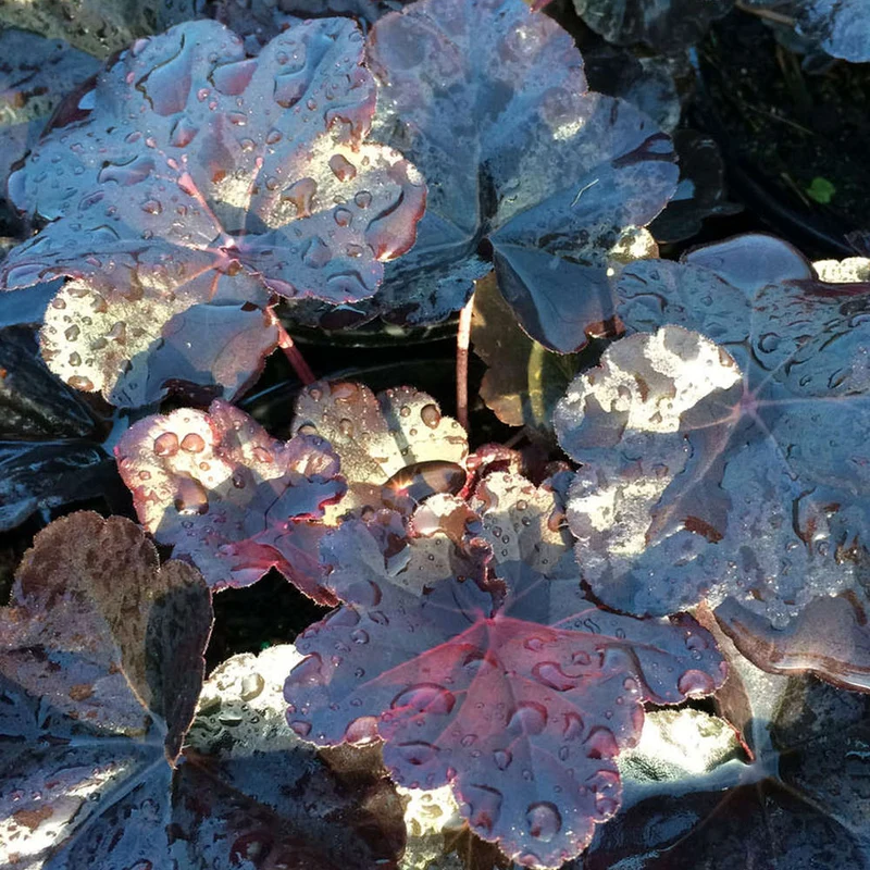 Purpurglöckchen 'Obsidian'
