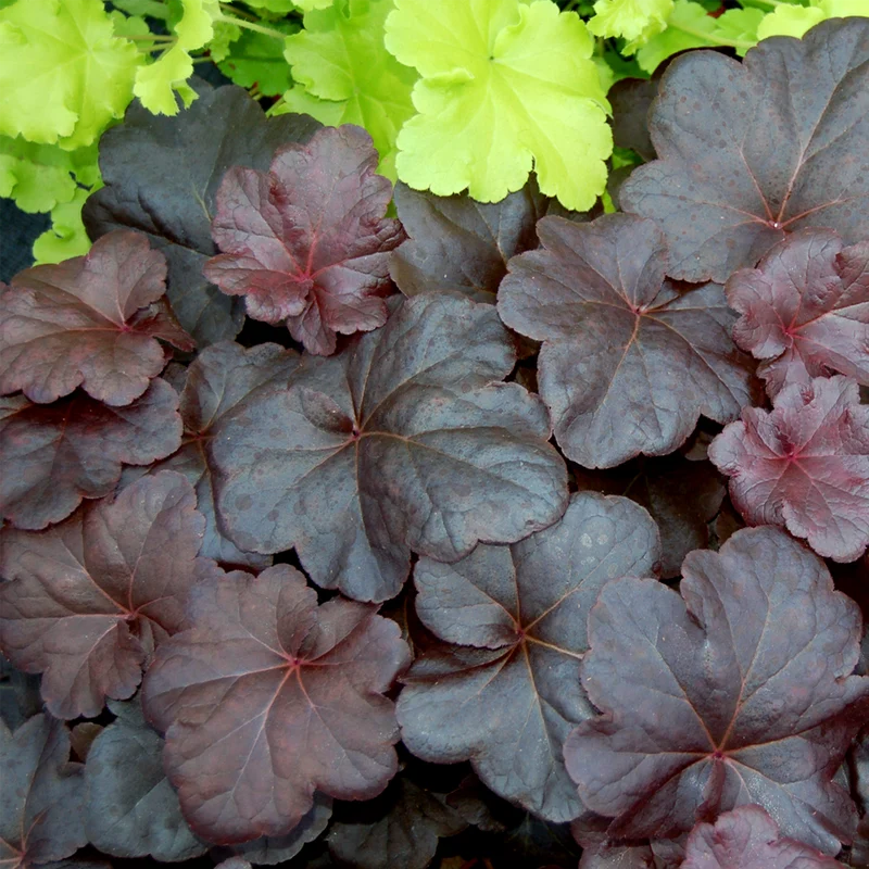 Purpurglöckchen 'Obsidian'