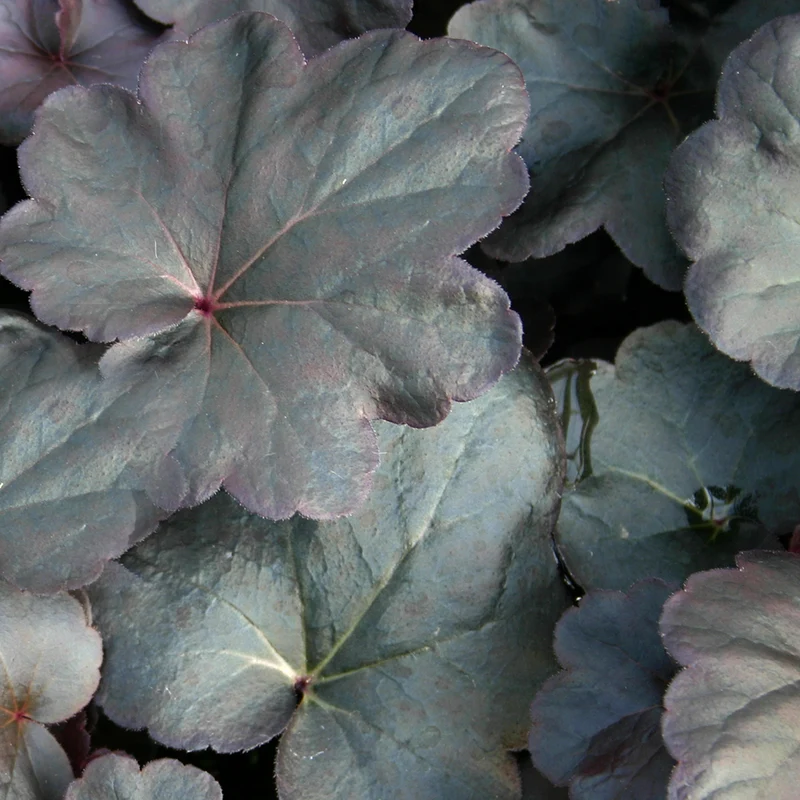 Purpurglöckchen 'Obsidian'
