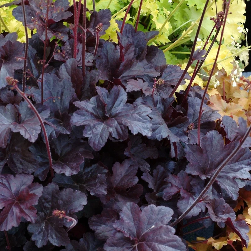 Purpurglöckchen 'Obsidian'