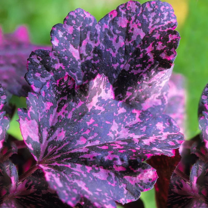 Purpurglöckchen 'Midnight Rose'