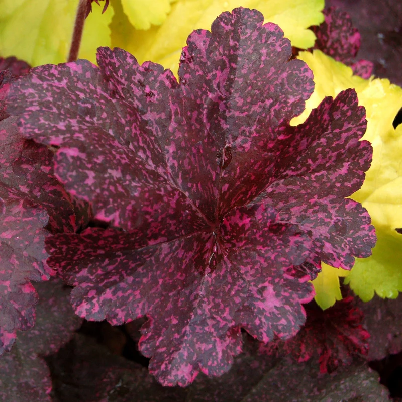 Purpurglöckchen 'Midnight Rose'