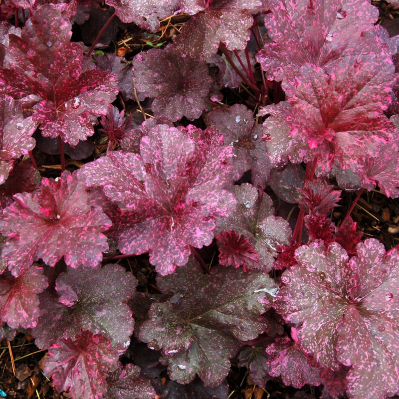Purpurglöckchen 'Midnight Rose'