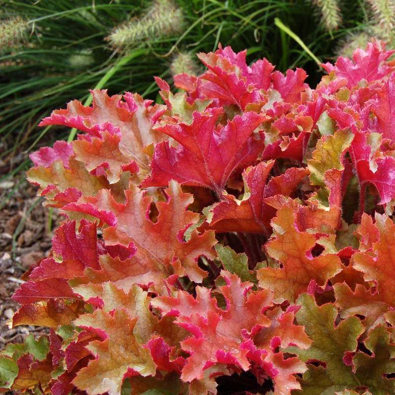 Purpurglöckchen 'Marmalade'