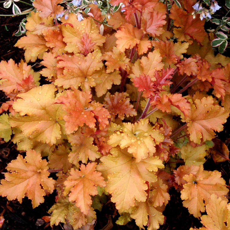 Purpurglöckchen 'Marmalade'