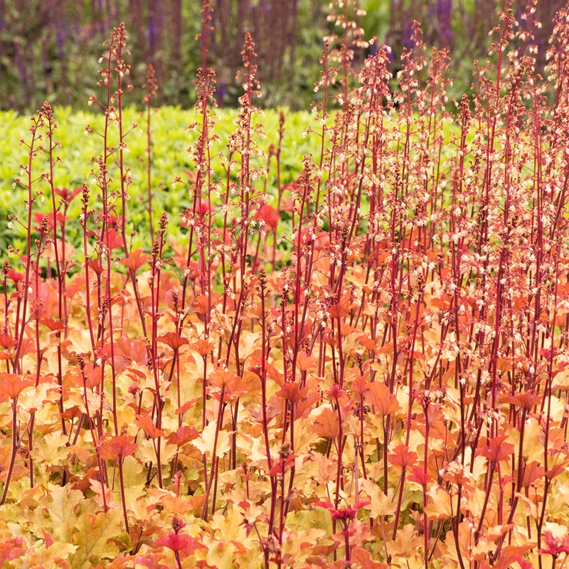 Purpurglöckchen 'Marmalade'