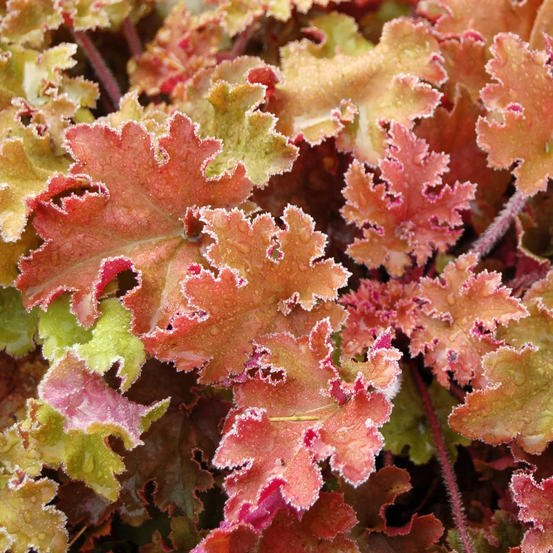 Purpurglöckchen 'Marmalade'