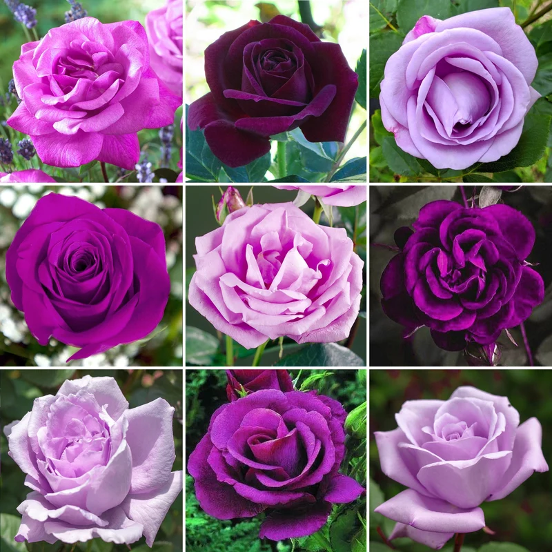 Violette Rose