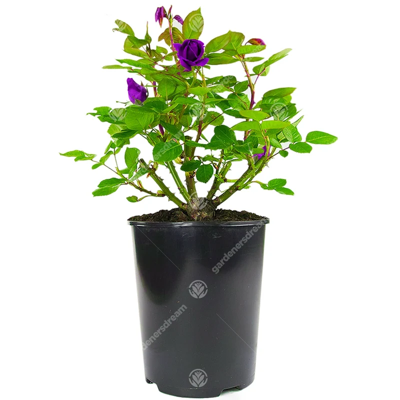 Violette Rose