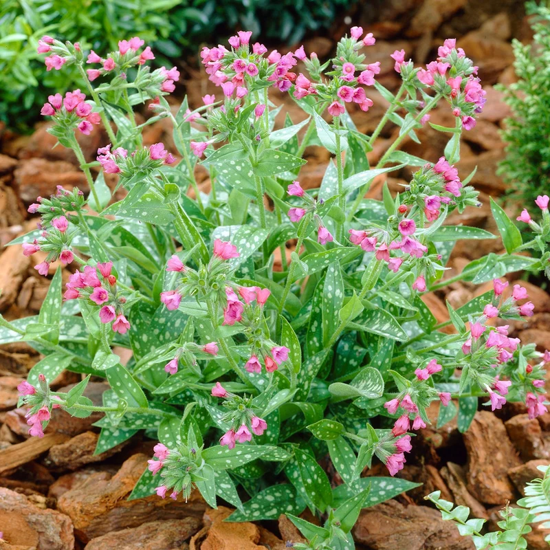Lungenkraut 'Raspberry Splash'