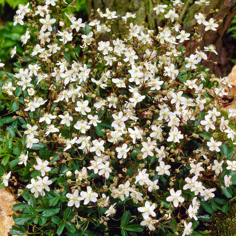 Fingerkraut 'Nuuk'