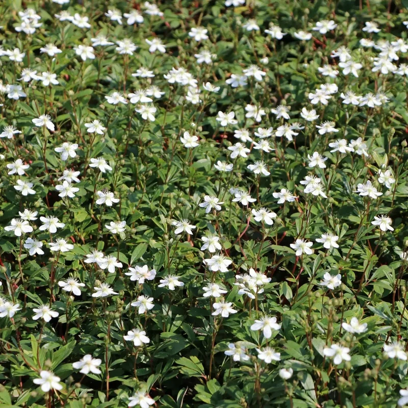 Fingerkraut 'Nuuk'