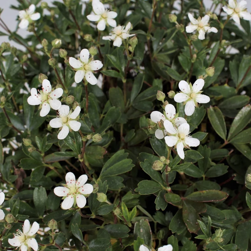 Fingerkraut 'Nuuk'