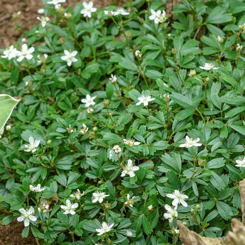 Fingerkraut 'Nuuk'
