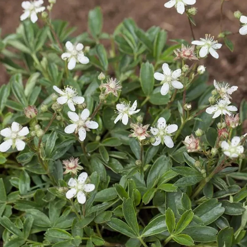 Fingerkraut 'Nuuk'