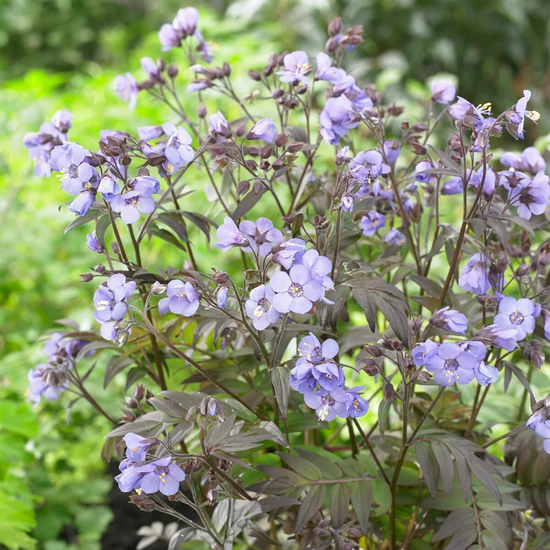 Himmelsleiter 'Heaven Scent'