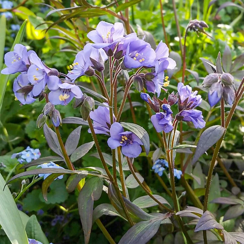 Himmelsleiter 'Heaven Scent'