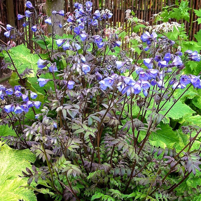 Himmelsleiter 'Heaven Scent'