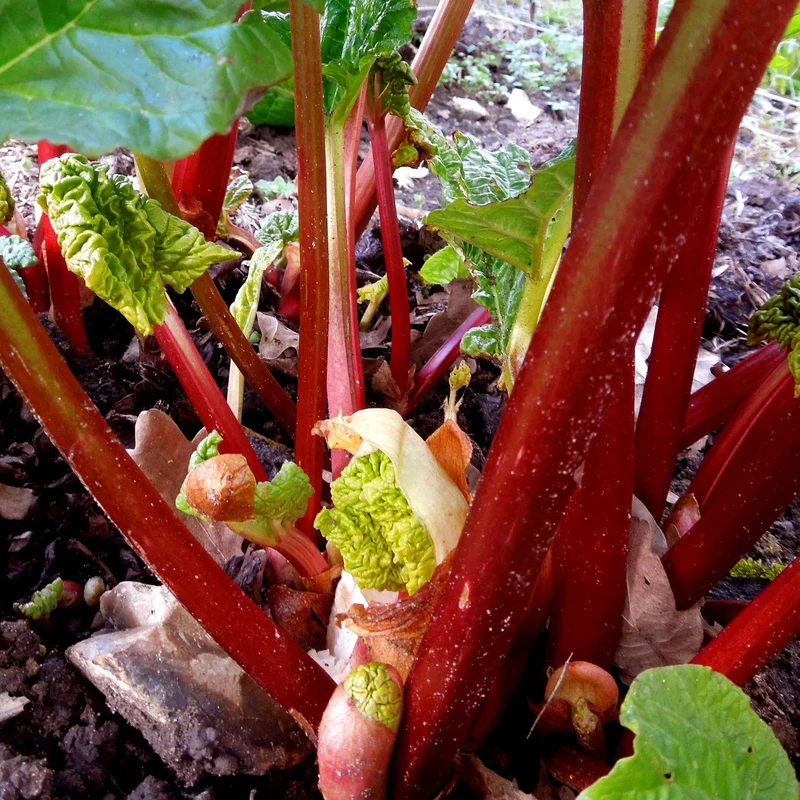 Rhabarber 'Raspberry Red'