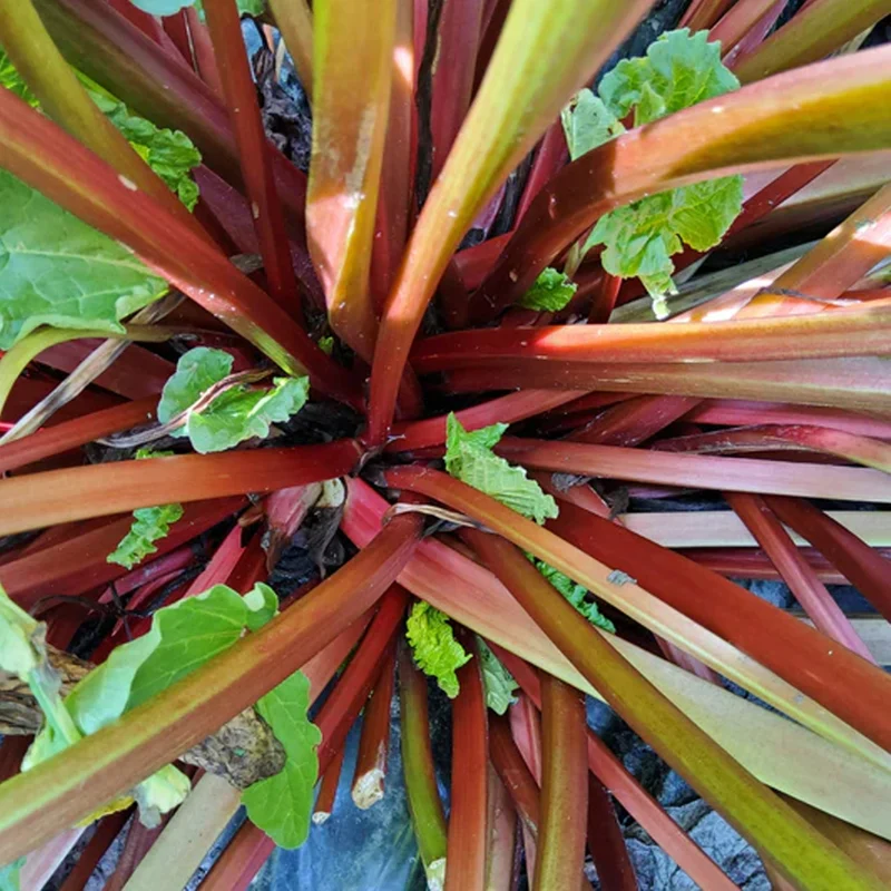 Rhabarber 'Goliath'