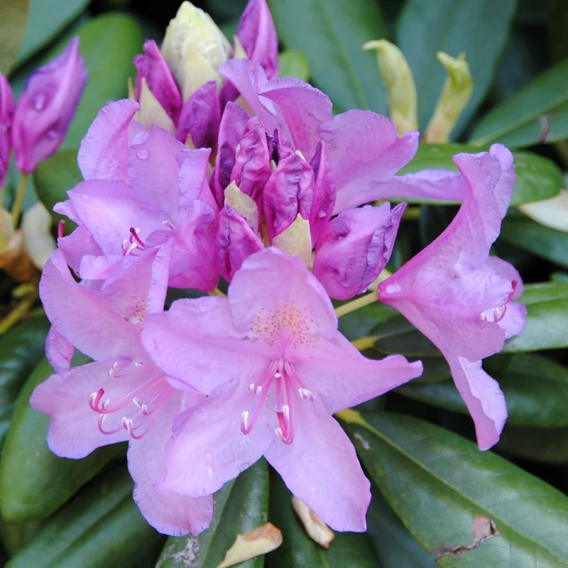 Rhododendron 'Catawbiense Grandiflorum'