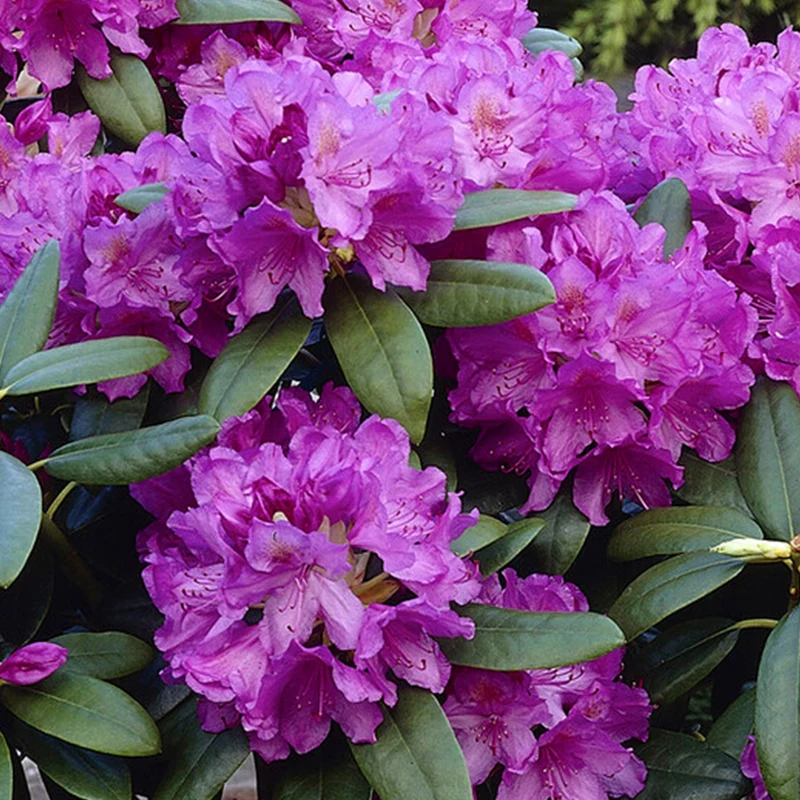Rhododendron 'Catawbiense Grandiflorum'