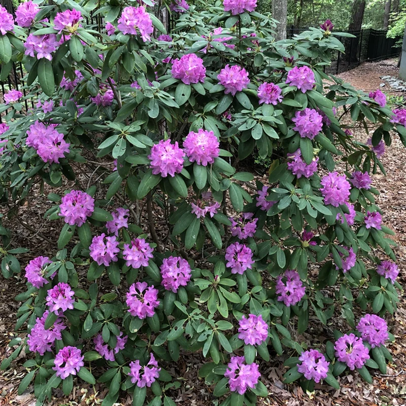 Rhododendron 'Catawbiense Grandiflorum'