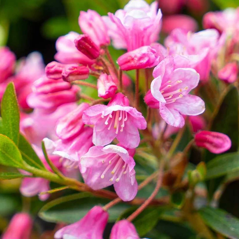 Rhododendron 'Bloombux Magenta'