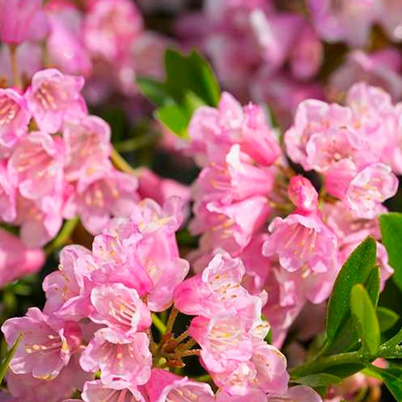 Rhododendron 'Bloombux Magenta'