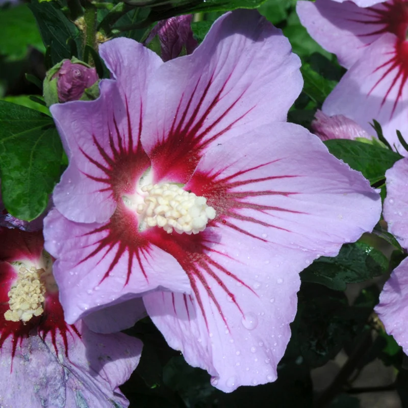 Garteneibisch 'Pink Flirt'