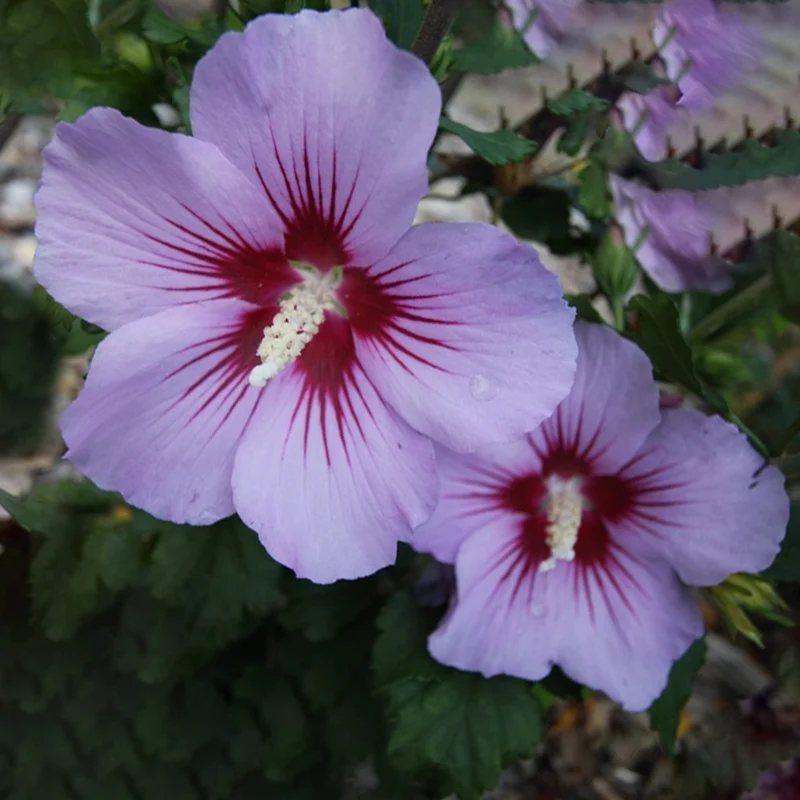 Garteneibisch 'Pink Flirt'