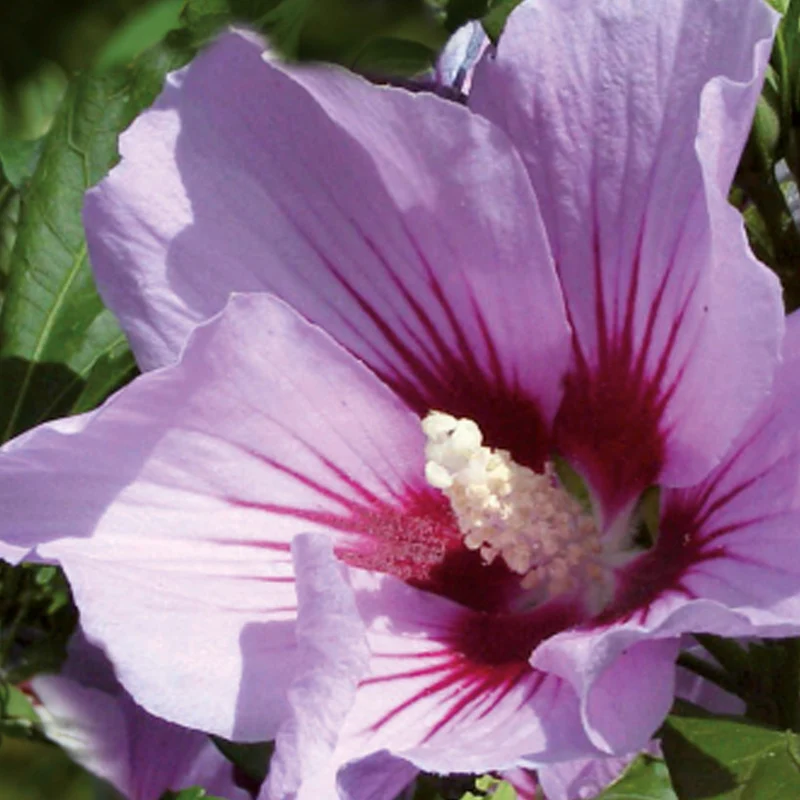 Garteneibisch 'Pink Flirt'