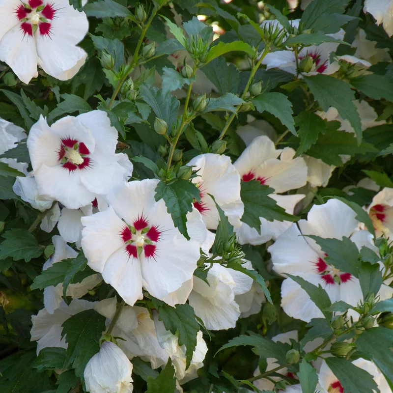 Garteneibisch 'Red Heart'