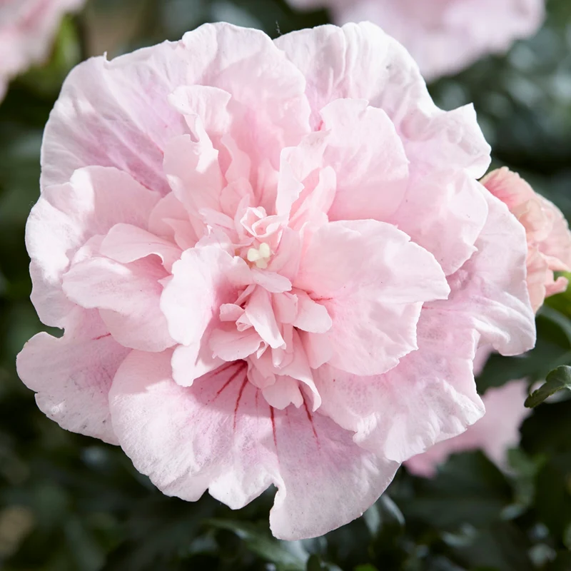 Garteneibisch 'Pink Chiffon'