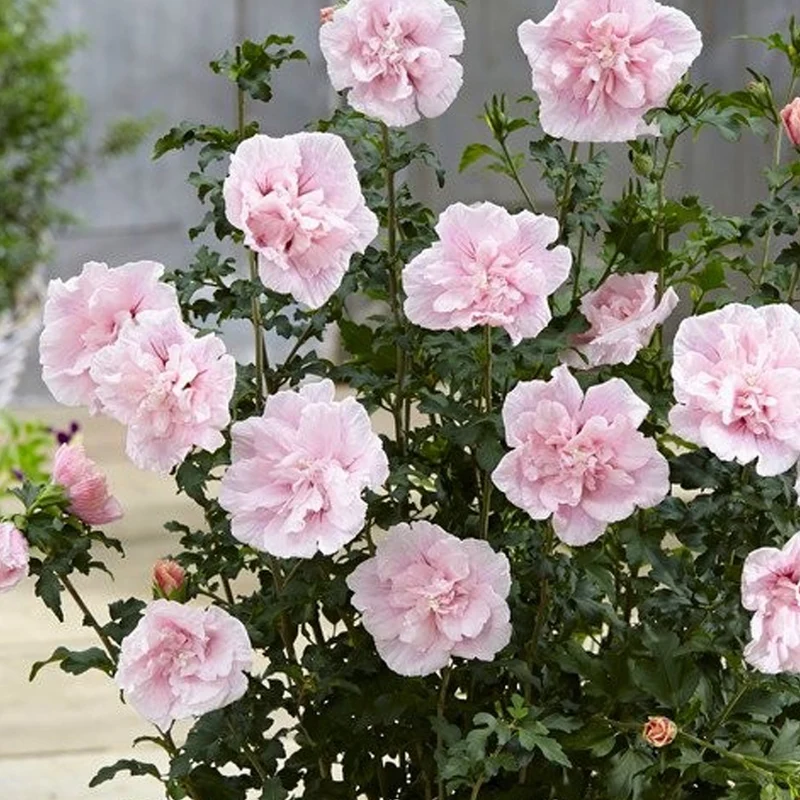 Garteneibisch 'Pink Chiffon'