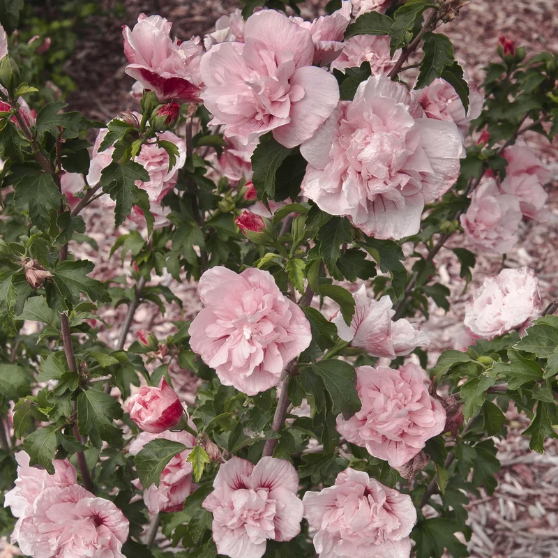 Garteneibisch 'Pink Chiffon'