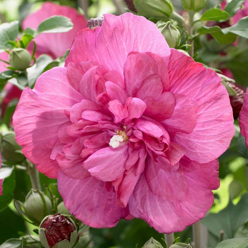 Garteneibisch 'Magenta Chiffon'